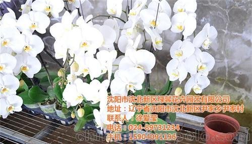 沈陽綠馨花卉園藝公司(圖)、蝴蝶蘭養(yǎng)殖、瓦房店市蝴蝶蘭圖片