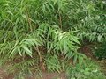 矮化桃树、秋彤桃树苗基地