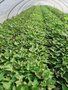 大型脱毒红薯苗基地西瓜红-商薯19全国发货