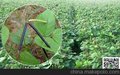 八览农业特供衡山绿豆，天然无公害，自然美味