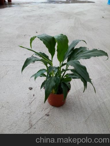 批發(fā)凈化空氣小盆栽 白掌 甜芝（沒花）東星花場直銷圖片