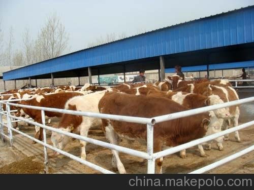 山西忻州中國(guó)肉牛網(wǎng)  肉牛犢圖片