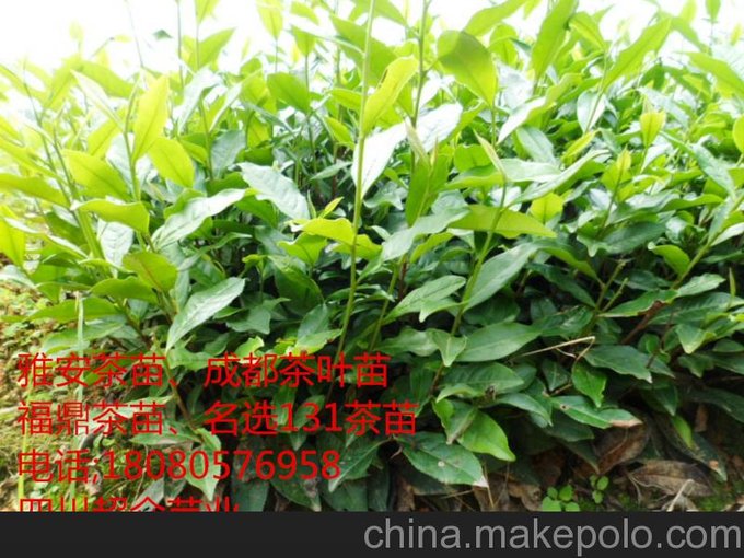 連云港茶苗批發(fā)、淮安福鼎大白茶苗、連云港名選131茶苗圖片
