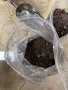 广西发酵猪粪  有机肥原料猪粪 散装猪粪