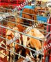 铅山县-张北县-肉牛犊价格-零售市场-西门塔尔肉牛养殖