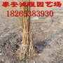 低价供应李子苗，保证品种，成活率，种植基地低价销售