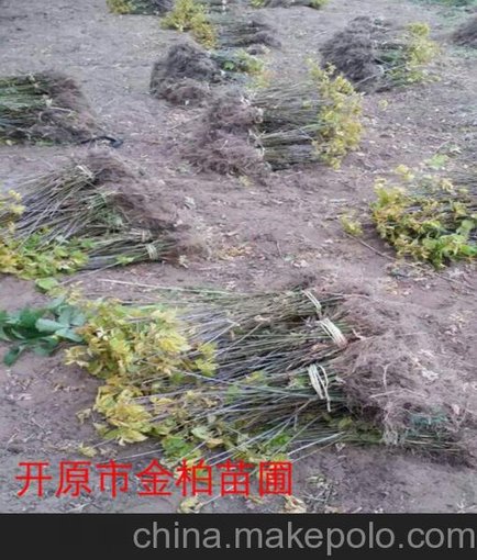 供應(yīng)糖槭播種小苗 遼寧開原金葉復(fù)葉槭小苗 金葉糖槭小苗包郵圖片