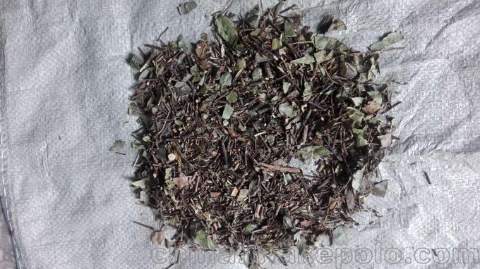 中藥交腳風(fēng) 鐵線草 藤絡(luò) 見水生 苦連藤 軟筋藤 萬字金銀 石氣柑圖片