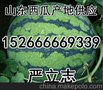 山东京欣西瓜代办
