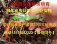 长春龙虾苗今日小龙虾苗价格