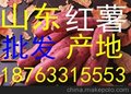 2015年红薯批发\香脆红薯片批发