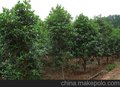 庭院绿化桂花树苗木批发