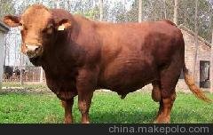 福建洛江肉牛牛犢   黃牛仔圖片