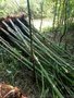 供应5-15公分香樟