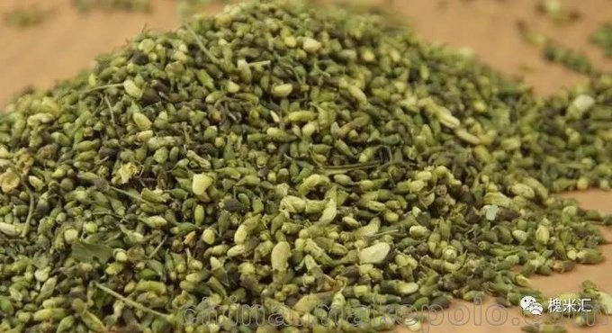 運城常年供應 中藥材 雙季槐 槐米 槐花圖片