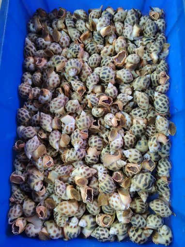 長(cháng)安蔬菜配送新鮮茄子新鮮橘子,車(chē)行蔬菜配送配送上門(mén)圖片