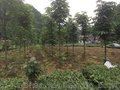 七叶树苗全国供应批发售卖欢迎订购