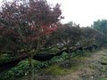 成都苗圃朴树 批发朴树 专业技术