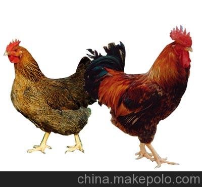 雞雛孵化場(chǎng)出售青腳麻雞雛、良鳳花雞雛圖片