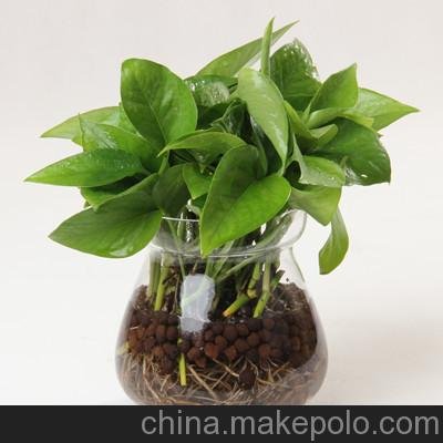 供應(yīng)上海室內(nèi)水培植物圖片