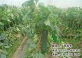 华康蔬菜(在线咨询)、冬瓜、大量冬瓜供应