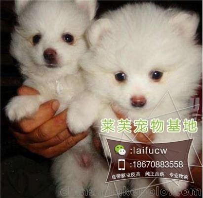博美幼犬價(jià)格圖片