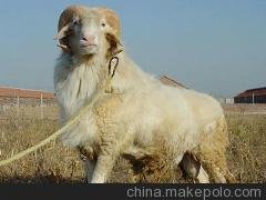 天津小尾寒羊回收價(jià)格   肉羊養(yǎng)殖圖片
