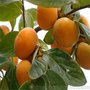 基地直销 甜柿子树苗 自然脱涩 即摘即食  富有柿子苗 保证品质