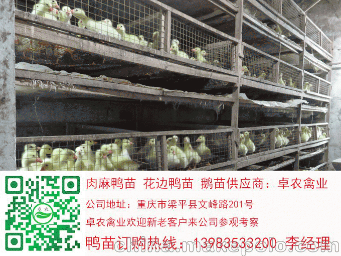 重慶奉節(jié)地區(qū)養(yǎng)殖朋友 針對(duì)鵝苗養(yǎng)殖技術(shù)和搭建鵝棚有一套圖片