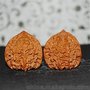 涞水文玩麻核桃树苗 核聚核桃(多图)