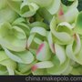 厂家直销仿真花草人造假花草2015新款大树防火米兰草