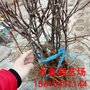盆景苹果树苗 盆栽苹果 矮化砧木苹果苗