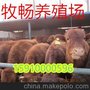 滁州供应肉驴的养殖技术品种纯正，肉质一流