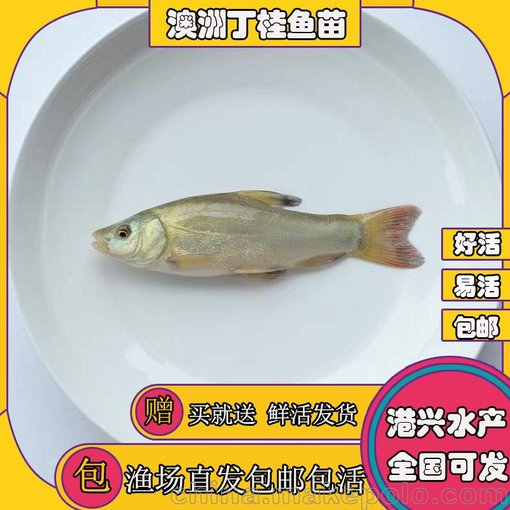 西湖苗丁桂魚苗 養(yǎng)殖要賺錢 品種是關(guān)鍵 淡水石斑魚苗出售圖片