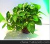 武汉植物花卉租摆公司