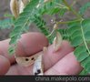 柴胡黃芪種子 天津黃芪種子 安國市元泰種子經營部(在線咨詢)