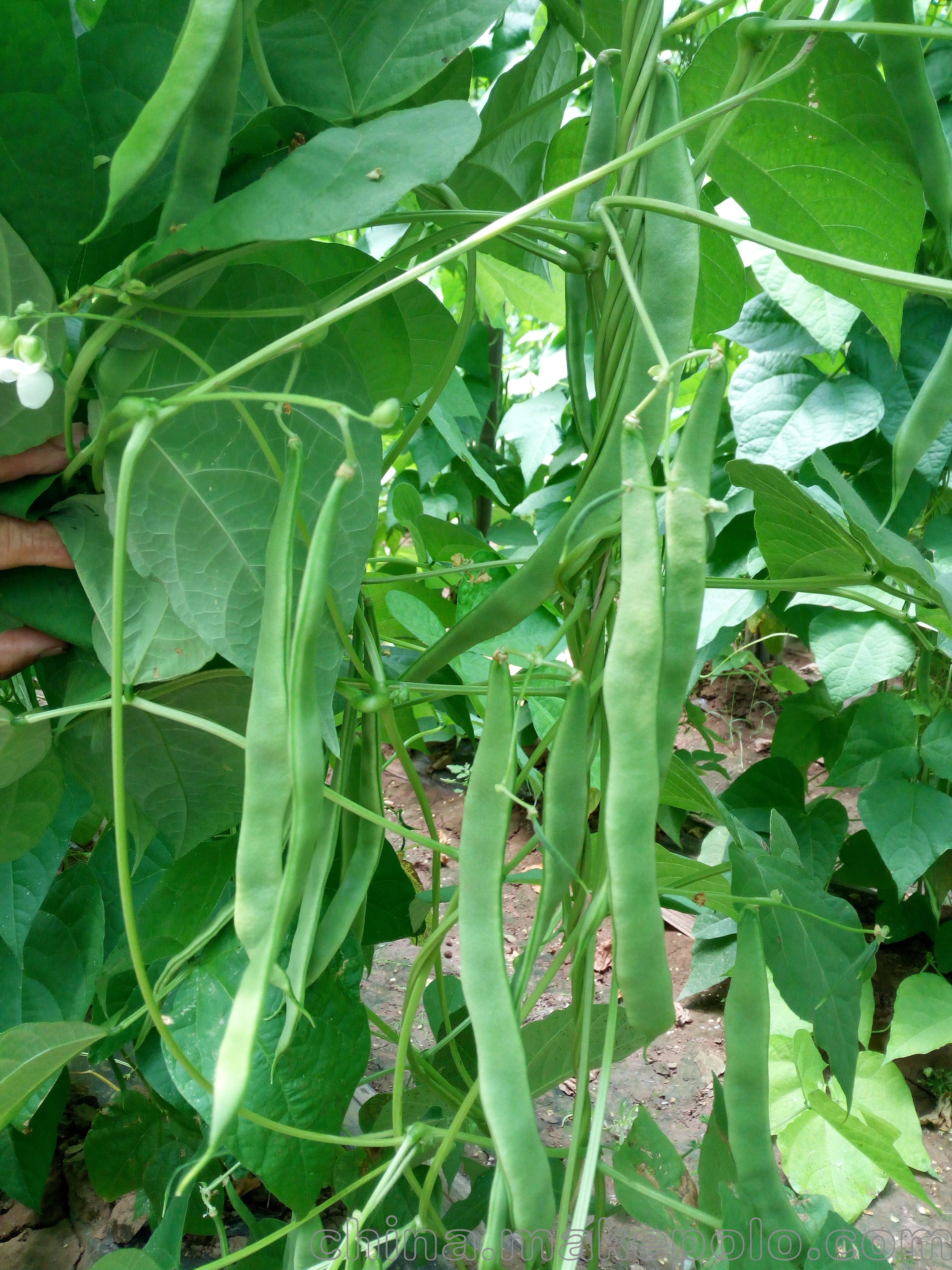 架芸豆种子 铭成先锋架芸豆 .