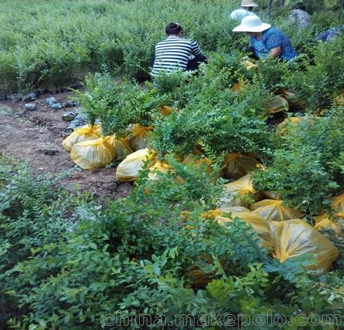 西安綠化苗木價(jià)格 灌木 喬木西安苗木種植戶 提供綠化用苗木圖片