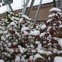 2017优质冬红北海道黄杨 为您提供优质起苗服务