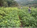 石硖龙眼 四季蜜龙眼苗 盆栽地栽龙眼桂圆苗嫁接树苗
