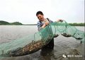 小龙虾苗批发 江苏龙虾苗基地直供 量大价优