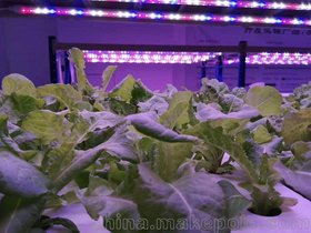 led植物灯 大棚温室植物补光灯生长灯 植物工厂专用灯