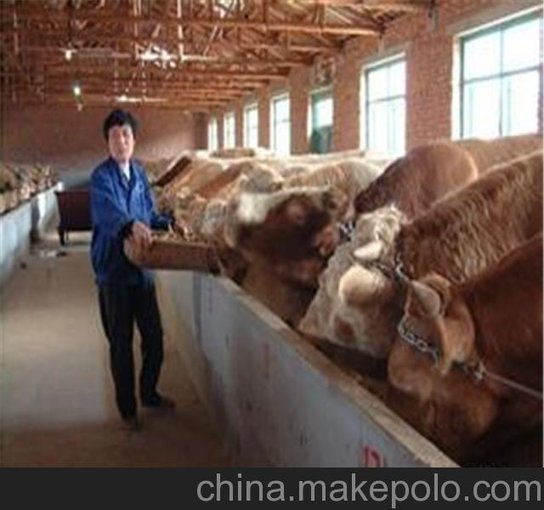 通遼供應肉驢 驢駒 種驢濟寧市大型養(yǎng)殖基地圖片