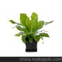 景观绿化设计、施工、工程养护 草皮修剪