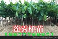 厂家供应大叶红莲雾苗批发 云南景洪勐腊勐海果苗