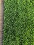 大兴卖草皮价格 大兴绿化草坪厂家 大兴销售草坪 公园小区草皮