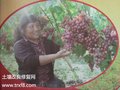 赛众化肥厂-赛众土壤调理剂和赛众28有机肥-化肥加盟