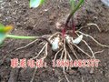 蚌埠重楼种植基地