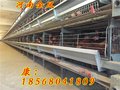 金凤自动化养鸡设备_层叠式鸡笼