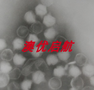 厂家直销生物电镜超薄切片铜网100目无碳方华膜铜网Formvar膜